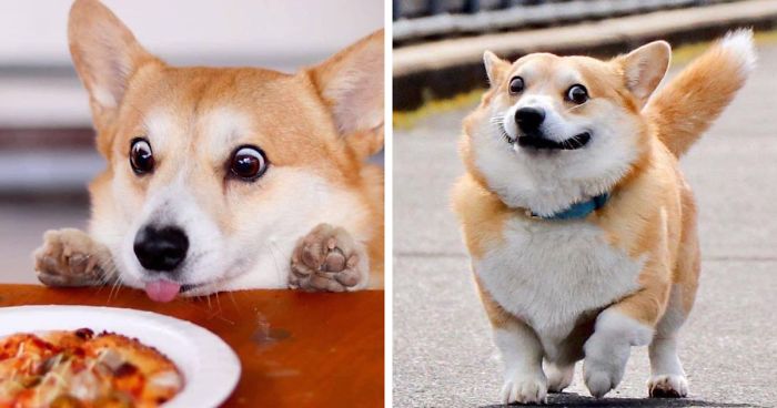 Conheça Gen, Um Corgi Cujas Expressões Faciais Podem Melhorar O Seu Dia Instantaneamente