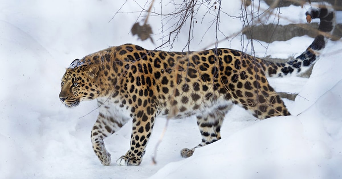 Entenda Como O Leopardo Amur Se Tornou Um Dos Felinos Mais Raros Do Mundo