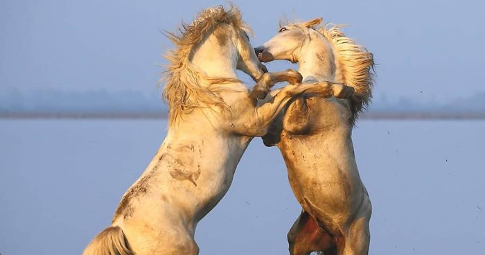 Este Fotógrafo Se Aventurou Em Lugares Perigosos Onde Tirou 30 Maravilhosas Fotos Da Vida Selvagem