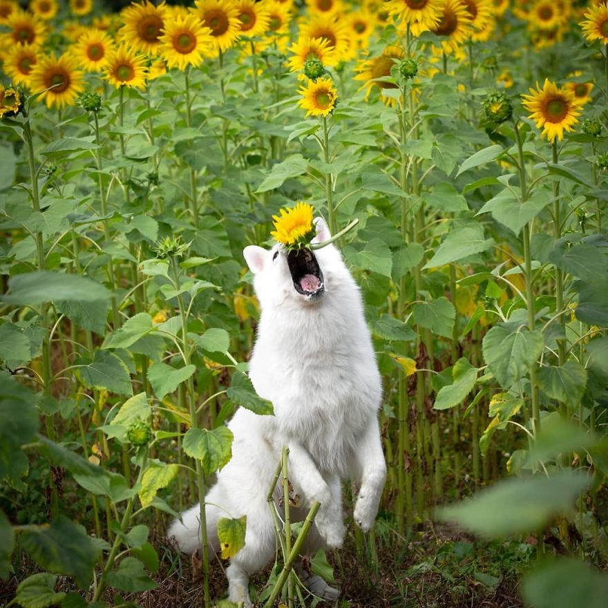 Esta Sessão De Fotos Com 3 Cães E Girassóis Dá Errado Quando Descobrem Como As Flores São Saborosas