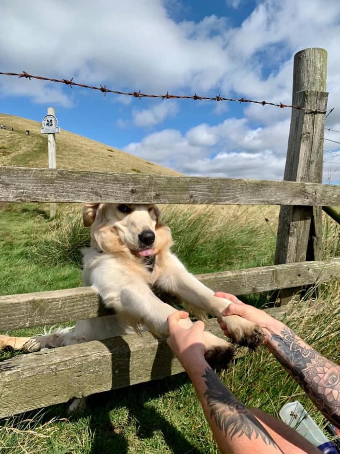 50 Dos Melhores E Mais Inesperados Encontros Com Cães