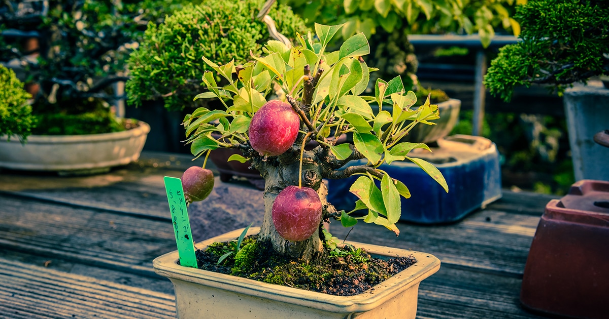 Árvores De Bonsai Podem Produzir Maçãs, Marmelos E Romãs Em Tamanho Natural