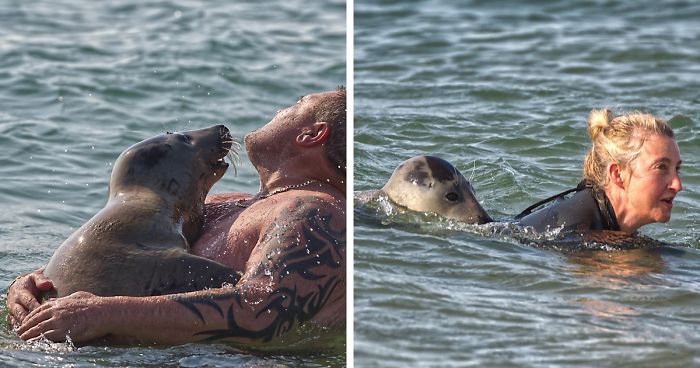 Sammy, A Foca Tão Extrovertida Que Está Fazendo Amigos Humanos Na Praia