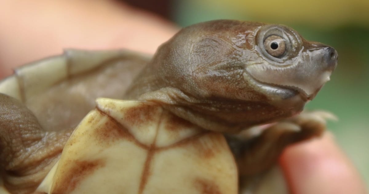 Tartarugas Quase Extintas Estão Voltando Graças Aos Pesquisadores