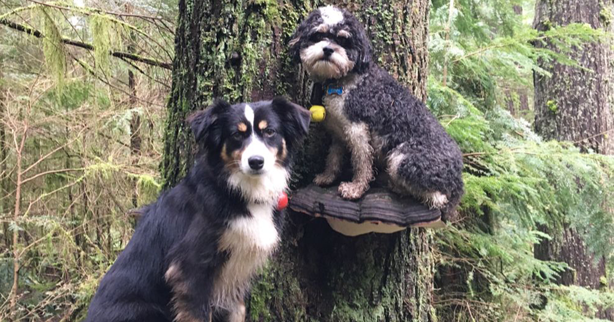 26 Cachorros Muito Fofos Em Cima De Cogumelos