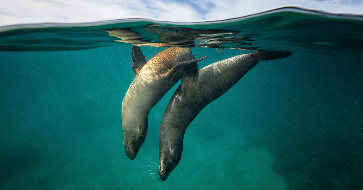 Fotógrafo Faz Projeto Para Ajudar A Preservar A Vida Marinha