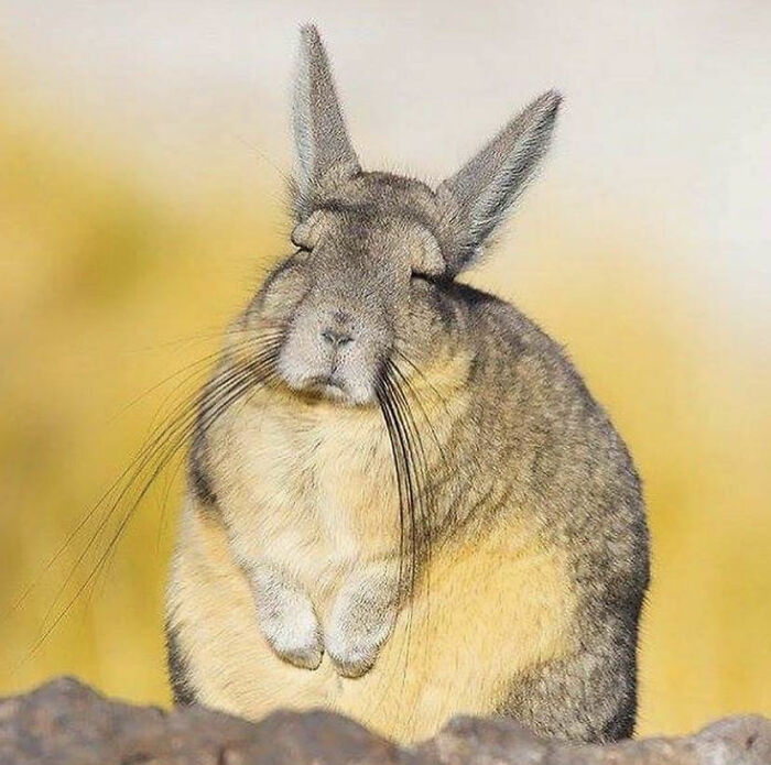 Conheça Seu Novo Espírito Animal, O Viscacha Do Sul