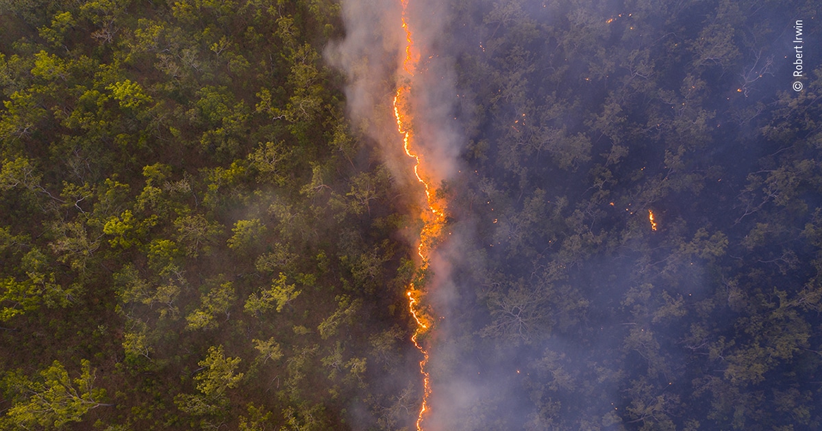 Aqui Estão Os 5 Vencedores Do Concurso De Fotógrafo Da Vida Selvagem De 2020