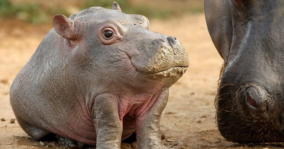 32 Fotos De Como Os Animais Seriam Sem Pescoços