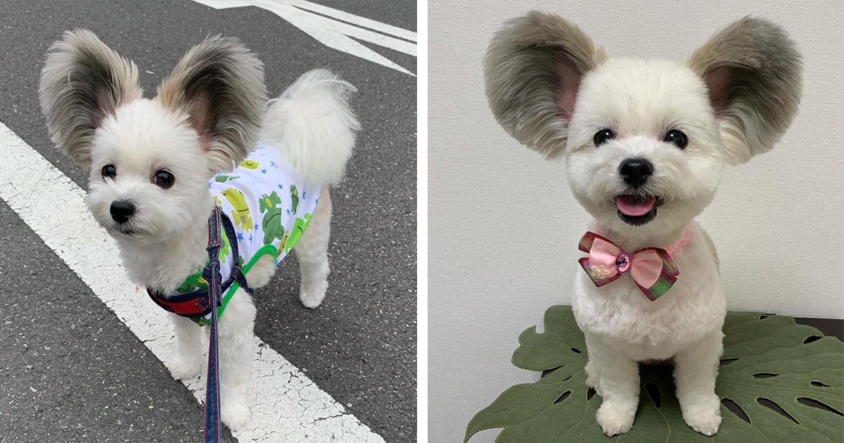 Cachorro Com Orelhas Gigantes E Fofas Se Parece Com O Mickey Mouse Da Vida Real