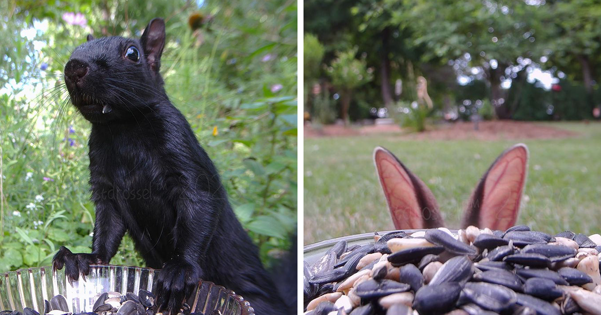 Câmera Em Alimentador De Pássaros Captura Imagens Lindas E Engraçadas