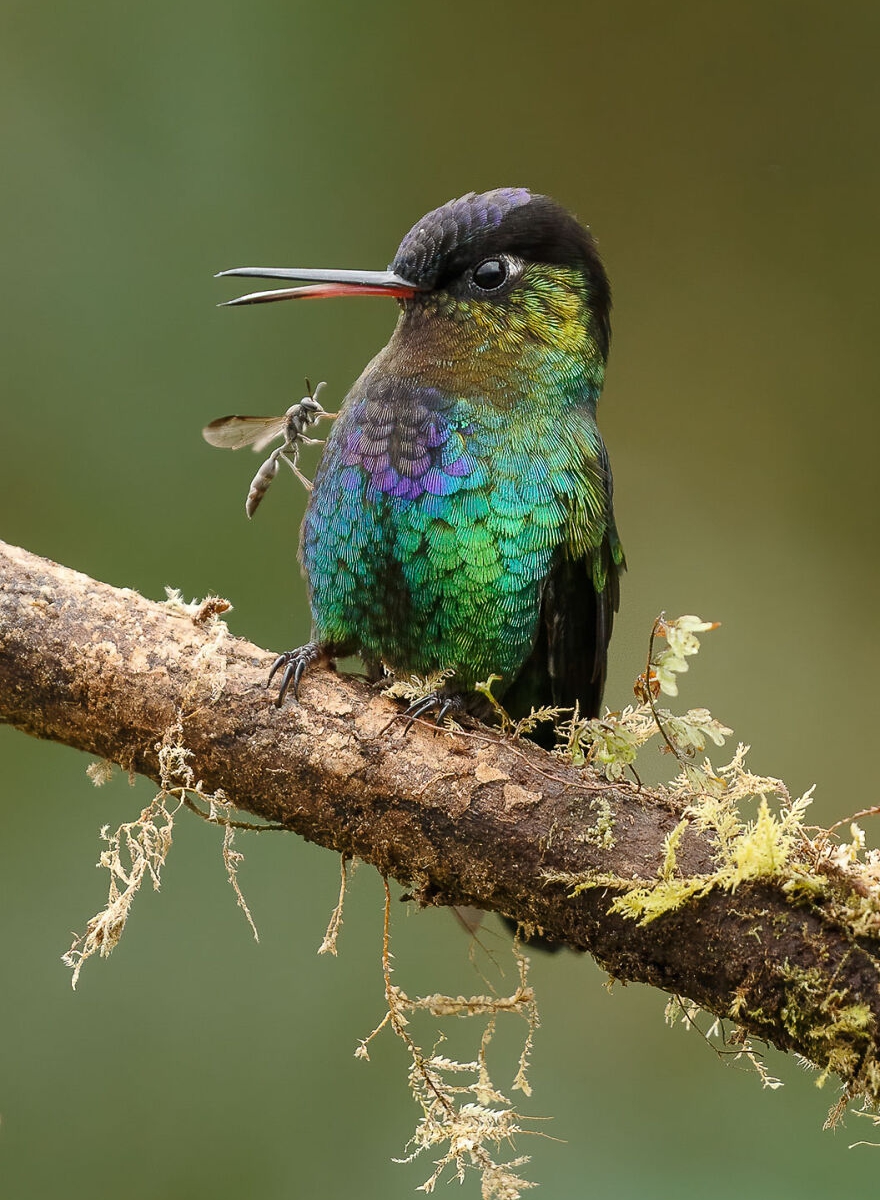 Os Prêmios De Fotógrafo De Pássaros Anunciaram Os Finalistas De 2021