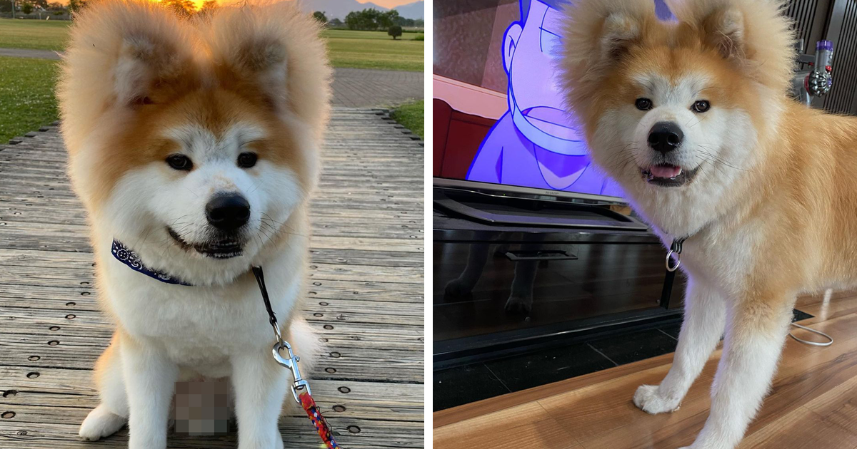 Conheça Bob, O Adorável Akita Com Rosto Em Formato De Coração