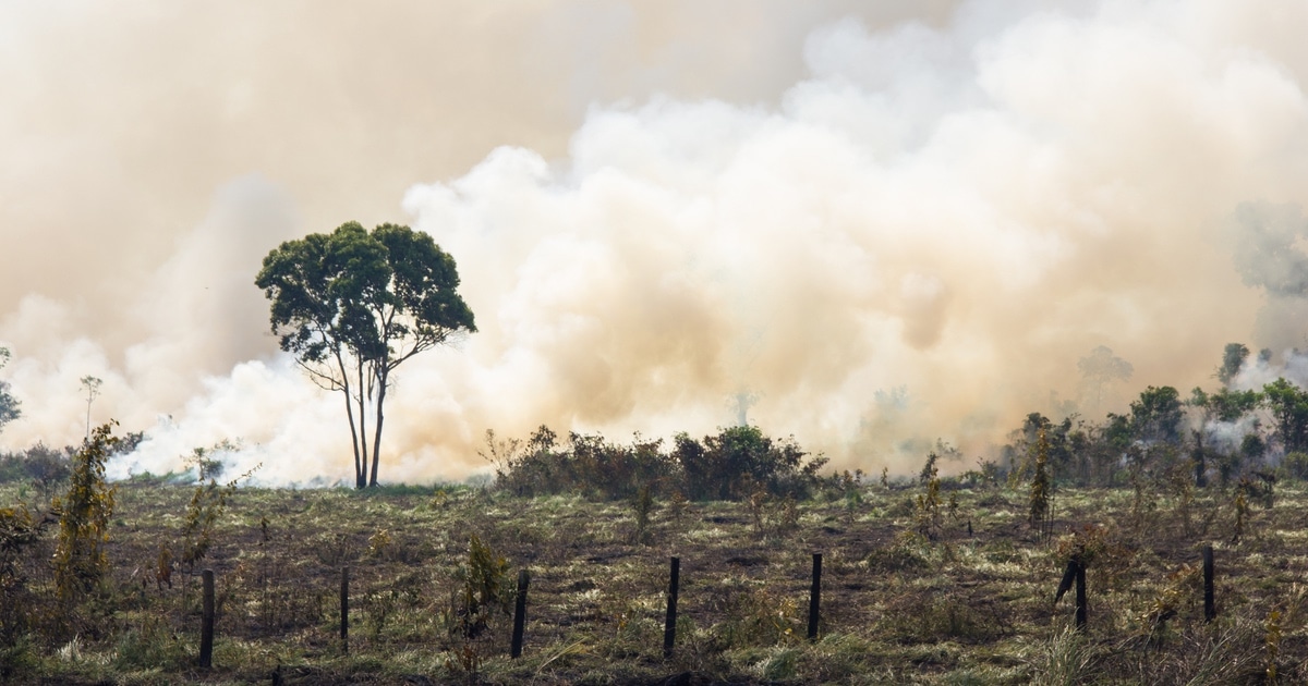 A Floresta Amazônica Está Liberando Mais Carbono Do Que Absorvendo